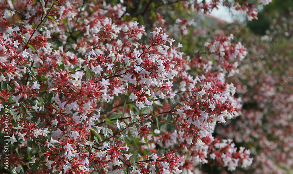 Haie d'Abelia grandiflora en fleurs Haie d'Abelia grandiflora en fleurs