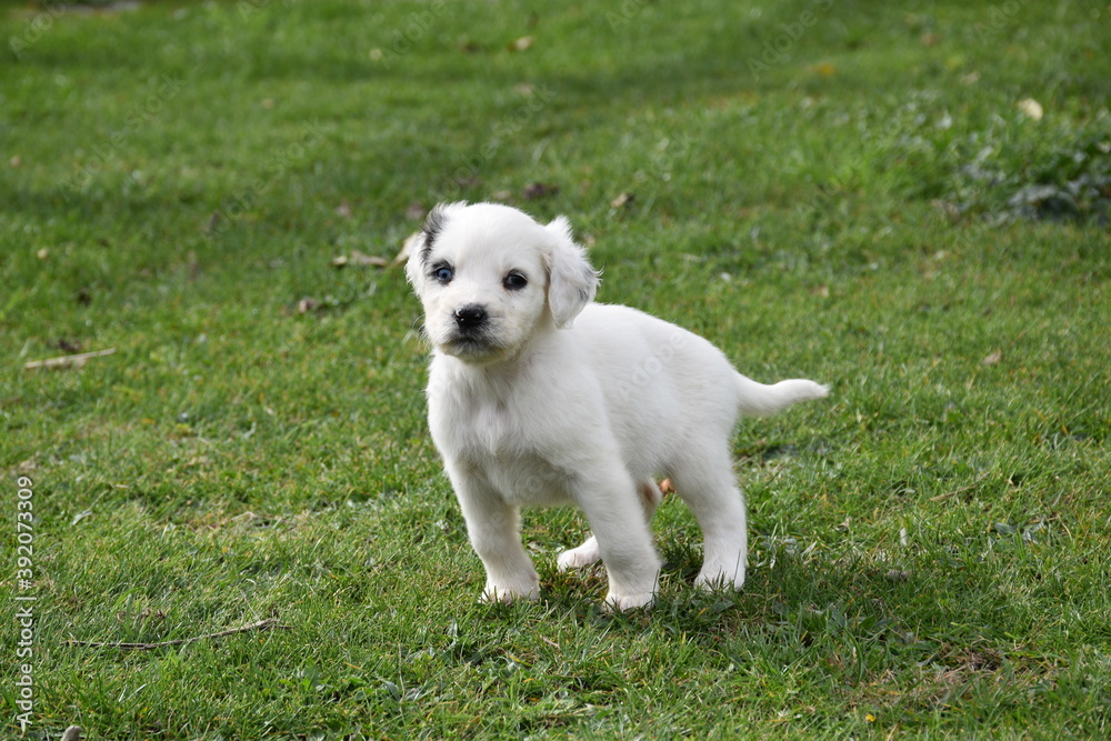 White puppy with some black spot on the head, different colored eyes (heterochromia iridium) on a green grass field. White puppy with some black spot on the head, different colored eyes (heterochromia iridium) on a green grass field.