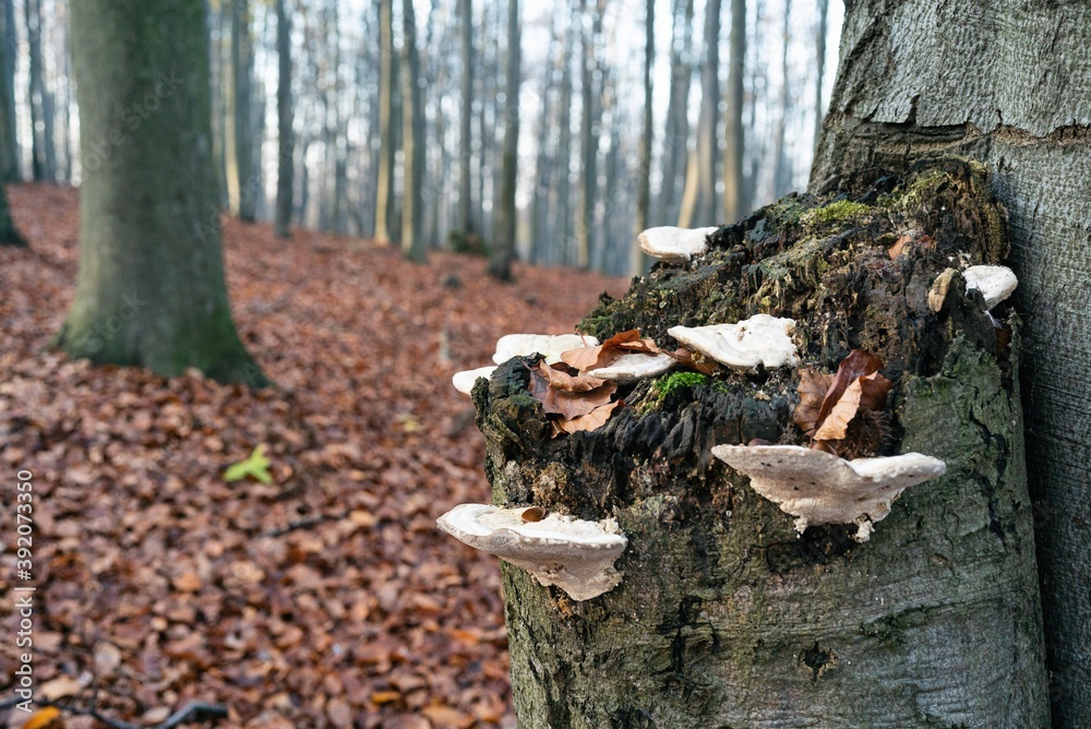 Mushrooms in Beech forest in autumn, fall season. Brown leaves on ground. Sun rays from the trees. Mystical forest in Silesia in Poland. Mushrooms in Beech forest in autumn, fall season. Brown leaves on ground. Sun rays from the trees. Mystical forest in Silesia in Poland.