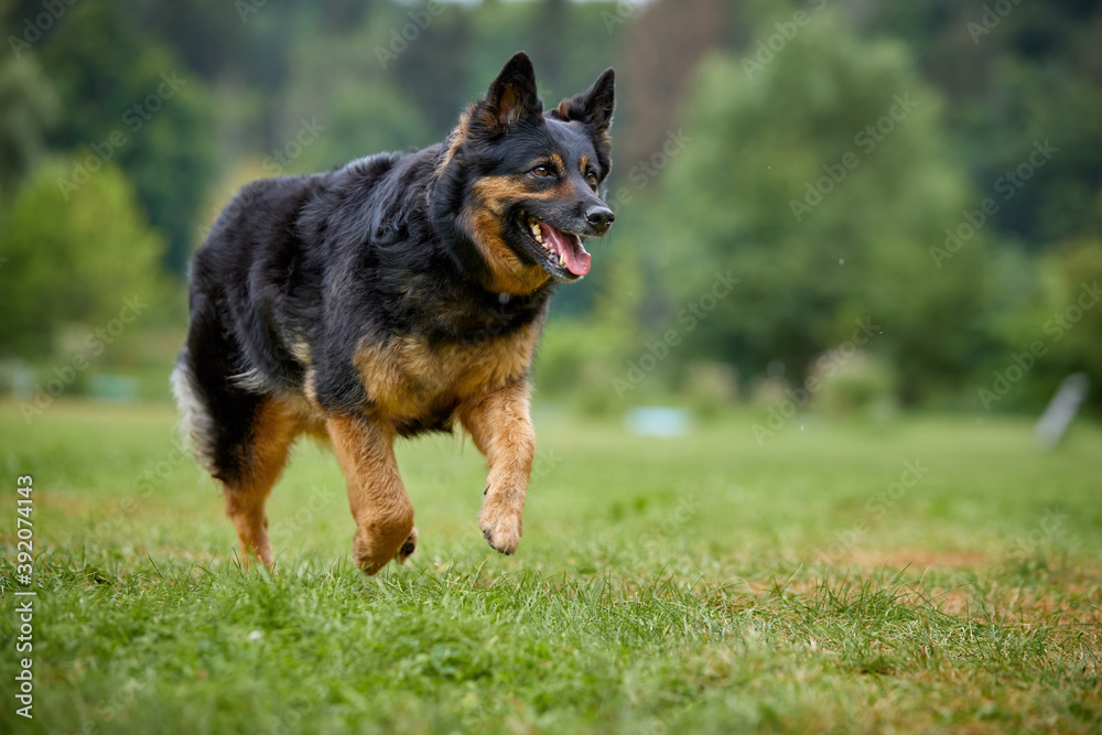 Bohemian shepherd dog, Canis lupus familiaris, purebred dog for active duty, running on green lawn against blurred green forest background. Low angle photo. Dog breed native to Czech republic.