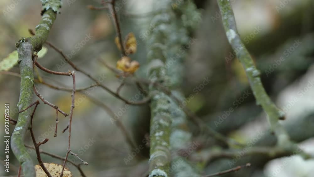 moss growing on tree branches in a tree. Moss and lichens on a tree branch. Spring mossy tree branch view. Branch moss view. Mossy branch macro view
moss growing on tree branches in a tree. Moss and lichens on a tree branch. Spring mossy tree branch view. Branch moss view. Mossy branch macro view