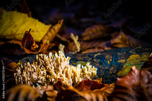 mushrooms on a tree © susannemogensen