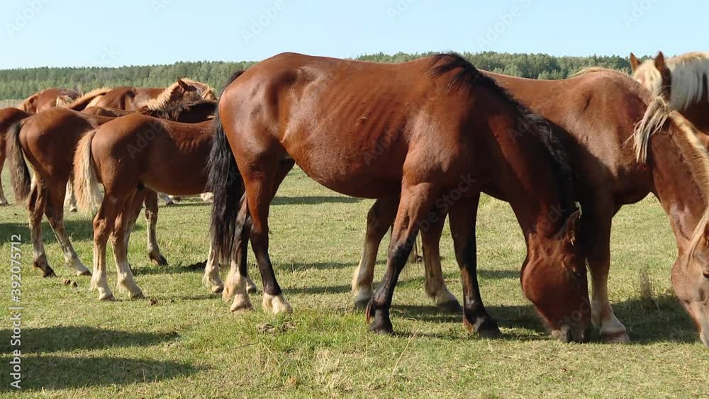Beautiful horse eating fresh grass. Horses grazing is green pasture.
Beautiful horse eating fresh grass. Horses grazing is green pasture.
