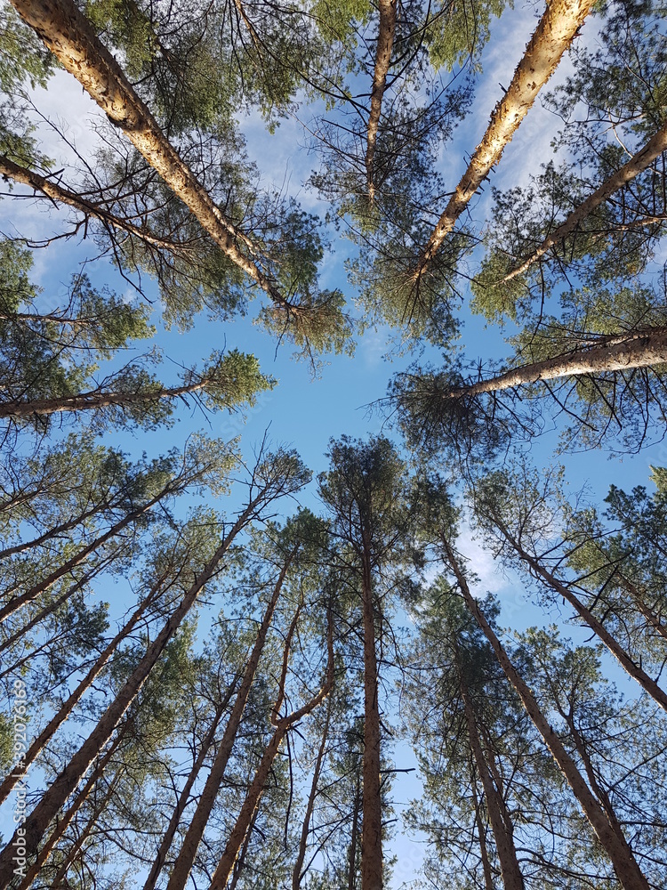 Fototapeta premium Sky and pines