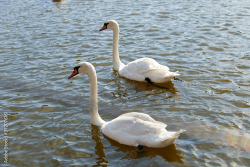 Two mute Swans. Large white water birds. Floating on the lake