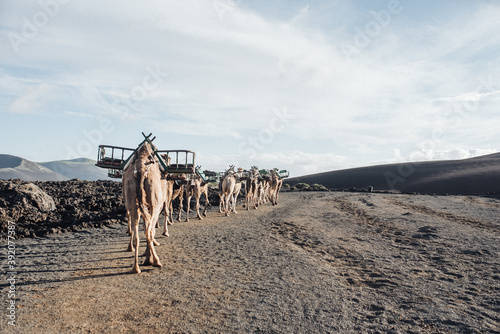 the goodbye to tourist camels photo
