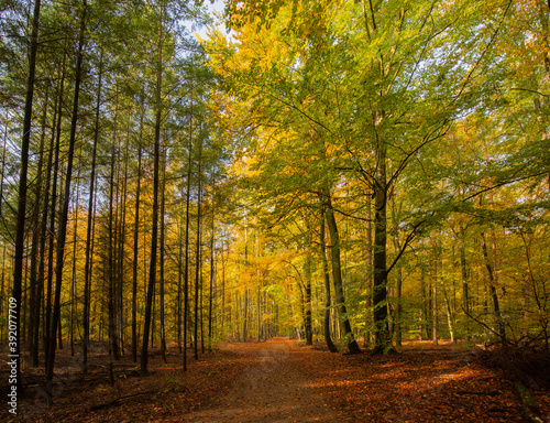 The leaves of the beech trees turn orange-yellow in autumn.