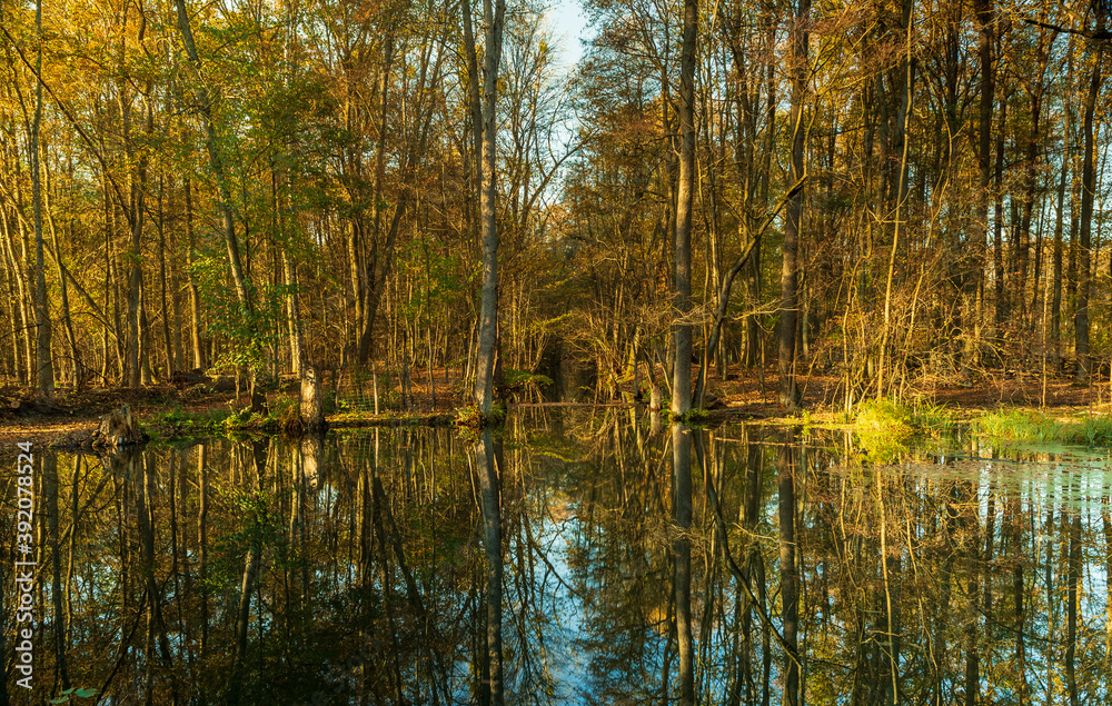 The autumn forest is reflected on the surface of the water
