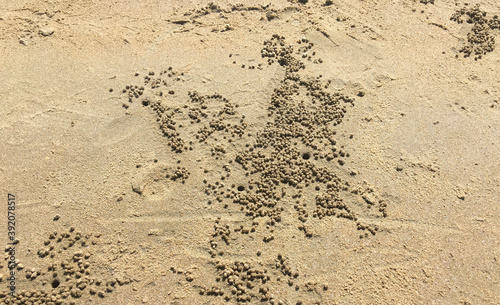 Burrow, den or nesting hole with many sandy spheres dug by crab on a tropical beach