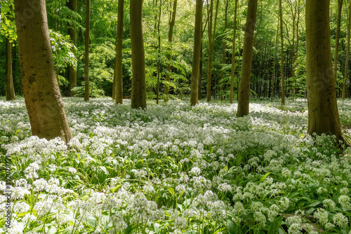 Fototapeta Naklejka Na Ścianę i Meble -  A beech tree forest, Jutland, Denmark comes to life with wild ramson flowers.