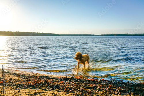 Cute dog playing in pond in Rhode Island. 