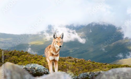 Rare and endangered Ethiopian wolf standing in the highlands of Bale mountains, Ethiopia photo