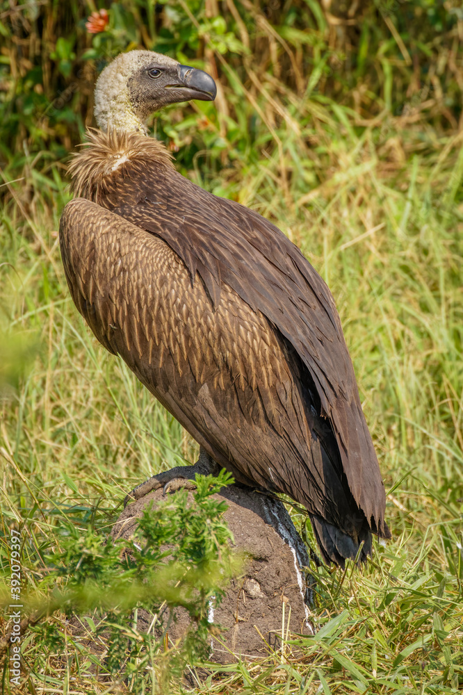 Obraz premium Portrait of a White-backed vulture (Gyps africanus), Lake Mburo National Park, Uganda. 