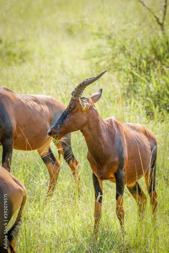 Male Topi (Damaliscus lunatus) looking alert, Lake Mburo National Park, Uganda
Male Topi (Damaliscus lunatus) looking alert, Lake Mburo National Park, Uganda