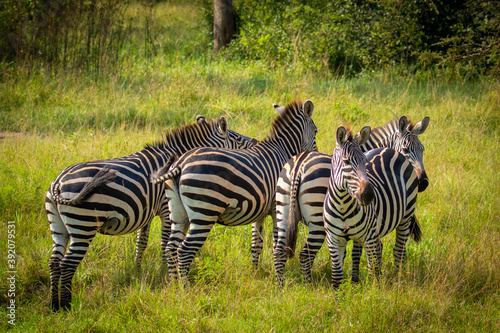 Herd of  plains zebra  equus quagga  equus burchellii  common zebra  Lake Mburo National Park  Uganda.  