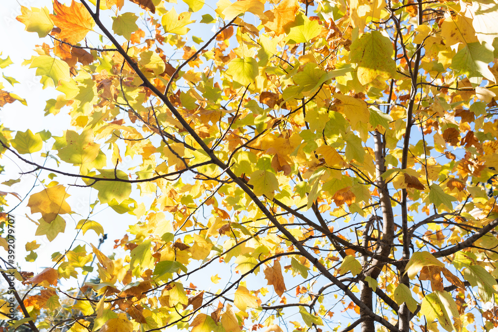 autumn leaves in the sun autumn leaves in the sun