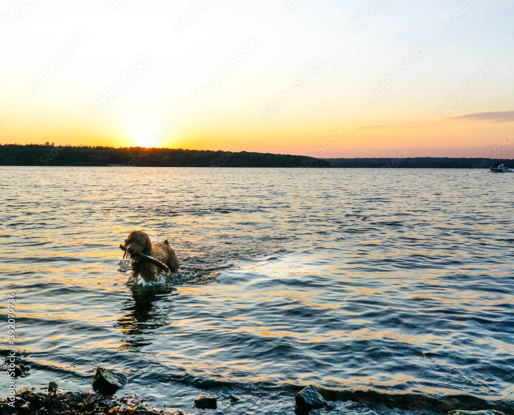 Puppy plays in water at sunset.