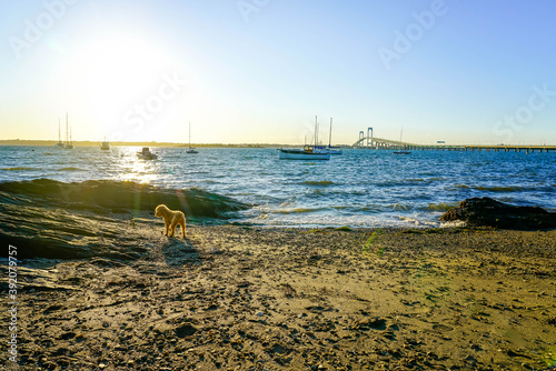 Dog plays on scenic beach.