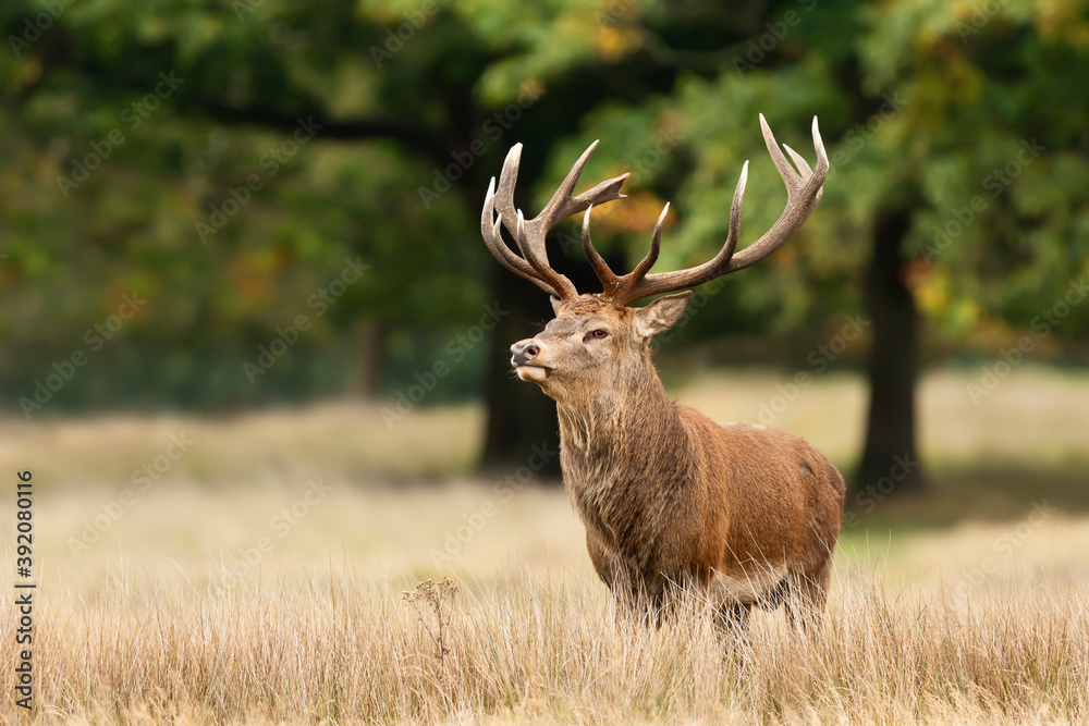Red Deer standing in grass in autumn Red Deer standing in grass in autumn