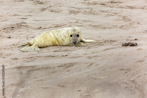 A gray seal baby lies on the sand and looks into the camera 30 meters away.