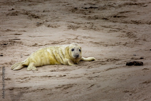 A gray seal baby lies on the sand and looks into the camera 30 meters away.