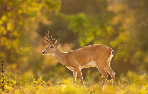 Close up of a Pampas deer in the meadow