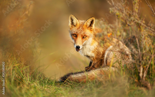 Close up of a red fox in autumn against yellow background © giedriius