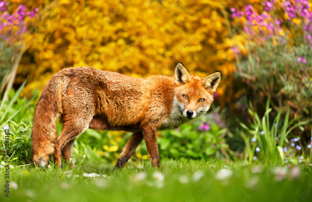 Close up of a red fox against colorful background in summer