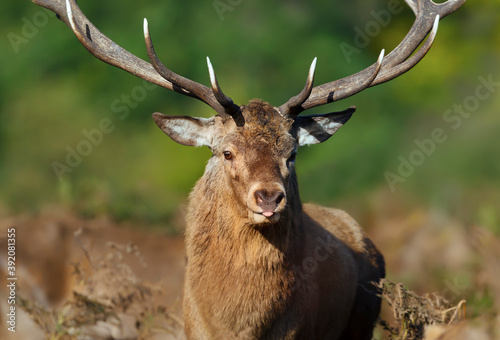 Close up of a Red Deer stag during rutting season in autumn