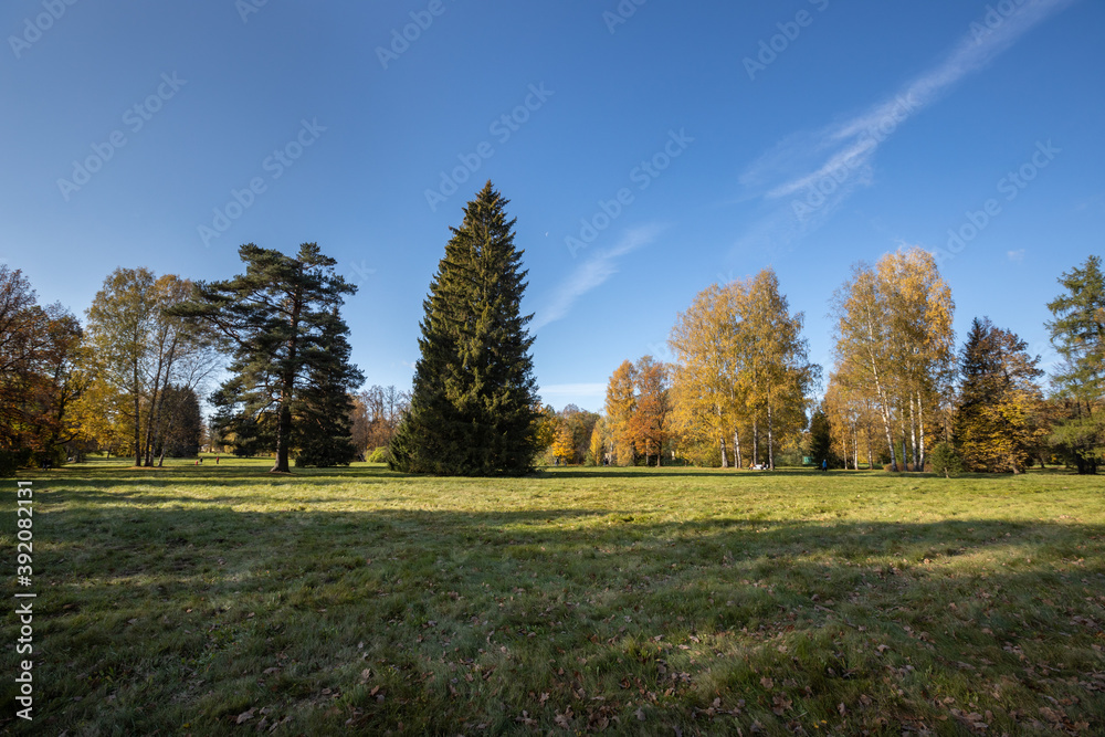 View of separately growing tree trees of different species. Golden autumn in Pavlovsk.