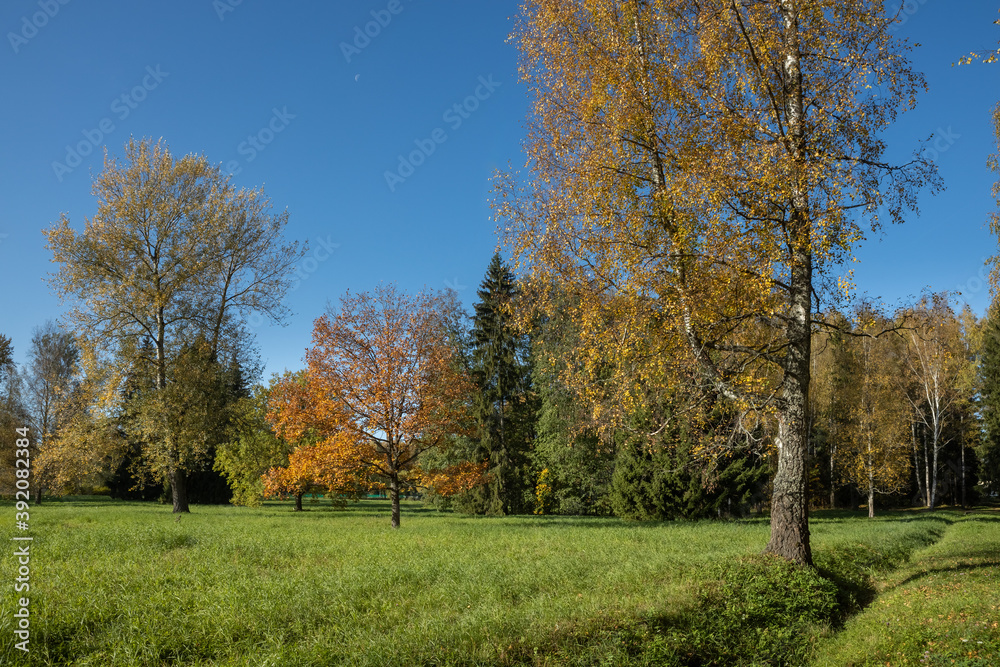 Colored leaves on trees in the park. Golden autumn in Pavlovsk.