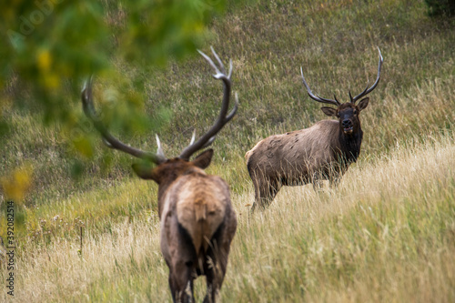 Bull Elk Rut © Ryan