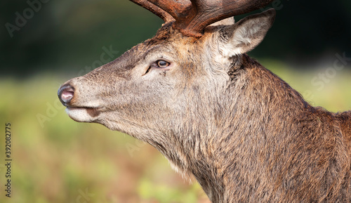 Photos Close-up of a red deer stag in autumn