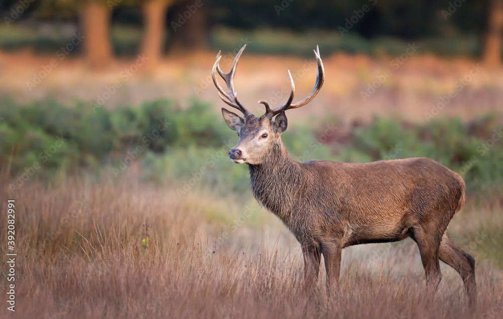 Fototapeta premium Close up of a Red Deer standing in grass in autumn