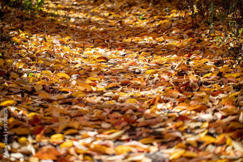 Leaves lay on the grass under a tree in the South Meadows in Central Park, New York City