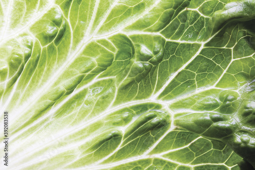 Green lettuce leaf food macro with water drops.