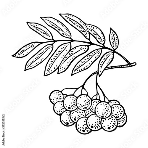 Rowan branch berry with leaf. Vector black vintage engraving