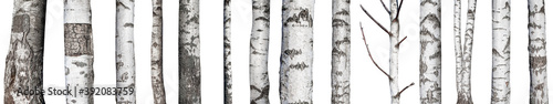 set of natural birch trunks isolated on white background Fototapeta