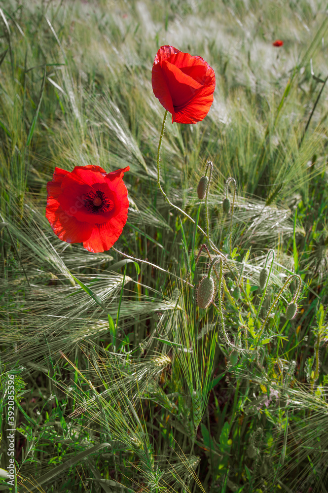 Obraz premium Red wild poppy in the field of green rye.