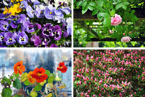 Garden set with rose, viola, nasturtium