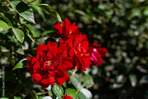 Red rose  beautiful blurred background with a bright flower. Blooming nature in summer. Rich contrasting color with green leaves