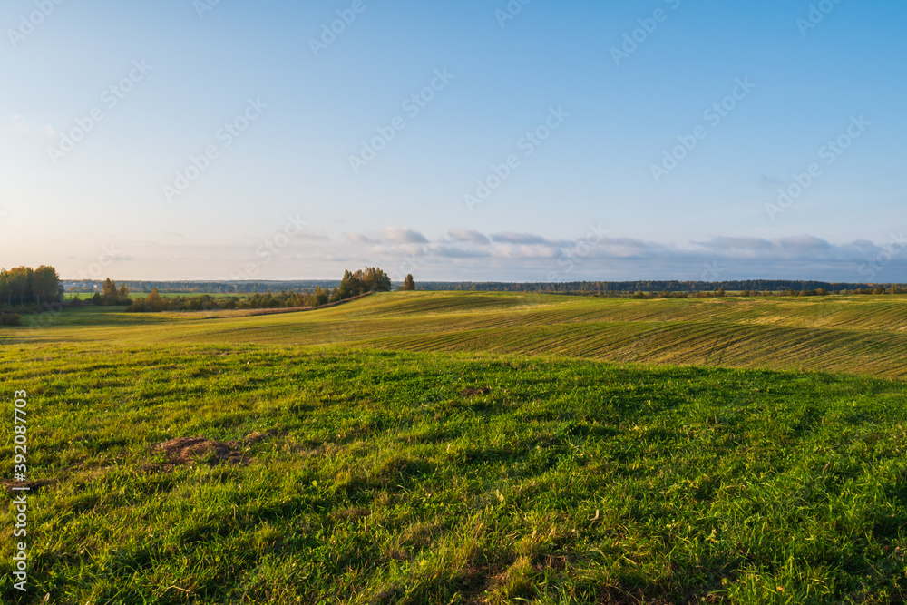 A huge green field with grass and wheat.