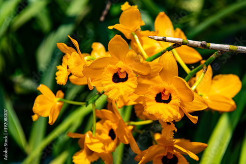 DENDROBIUM, ORQUIDEA