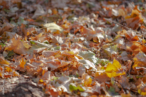 yellow maple leaves on the ground with blurry background, used as a background or texture, soft focus