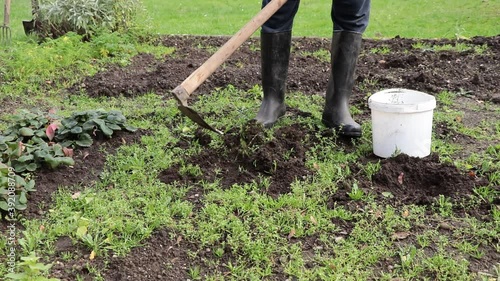 Wallpaper Mural young gardener with white gloves digs a garden with a hoe and removes it from the green growth. Video shot Full HD 60 fps. Torontodigital.ca