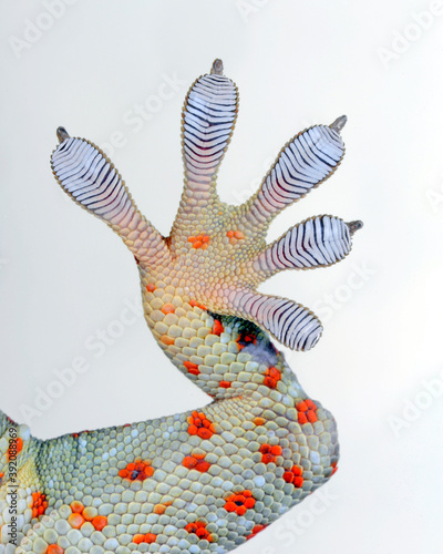 Haftlamellen (Spatulae) eines Geckos (Tokeh) // Spatulae of a Tokay gecko photo