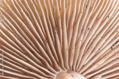 The gills of the mushrooms are a part of the anatomy of these fungi where the spores are housed  an approximation to these beautiful pink-brown pastel structures