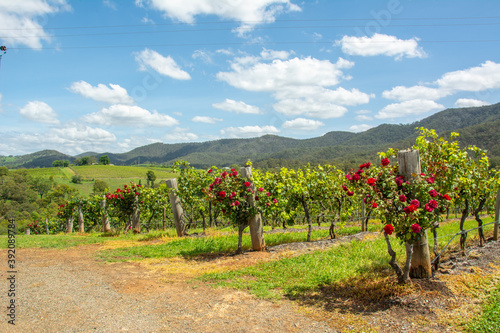 Vineyard at the Hunter Valley, is a region of New South Wales, Australia, with red rose bushes, cotton-like clouds and blue sky