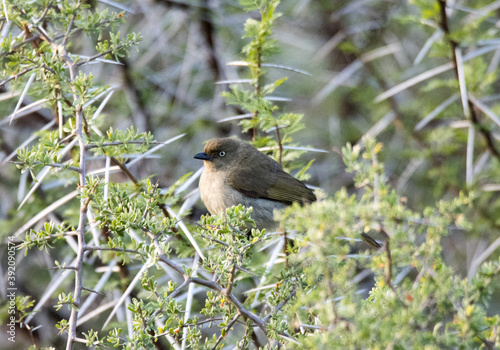 Addo Elephant National Park: Sombre Greenbul photo