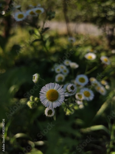 little daisy